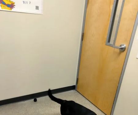 Vetco Total Care Animal Hospital