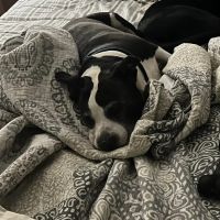 Cibolo Canyons Veterinary Hospital ico