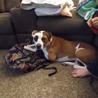 Hondo Veterinary Hospital ico