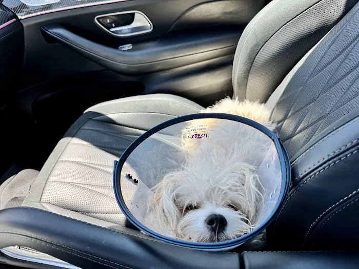 Borgfeld Animal Hospital Picture 5