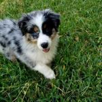 Borgfeld Animal Hospital