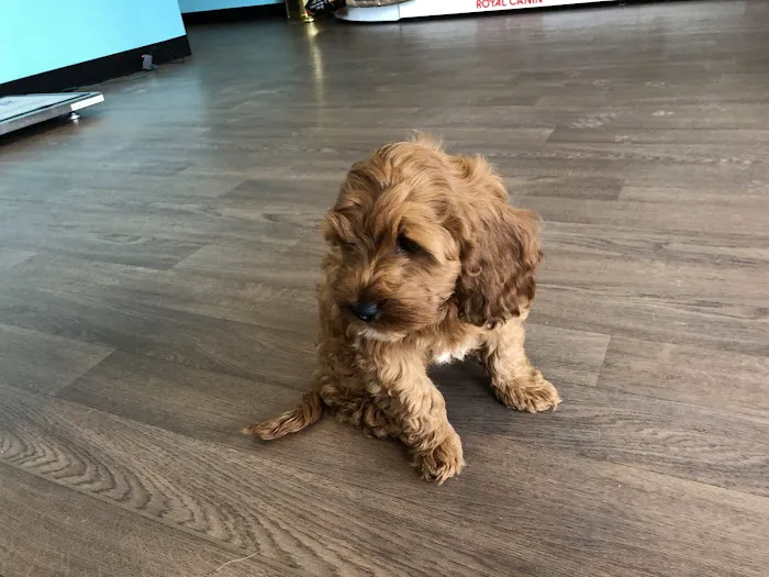 Noble West Animal Hospital Picture 2