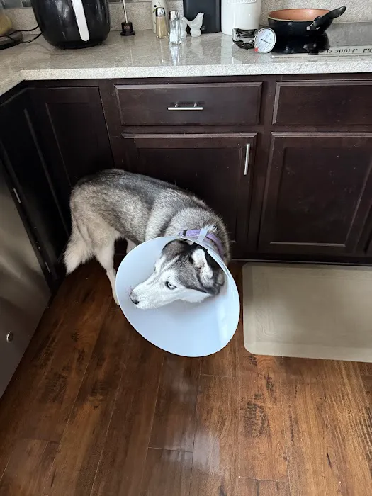 CityVet | Carmel Picture 3