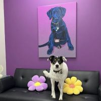PetVet365 Pet Hospital Indianapolis / Cool Creek ico