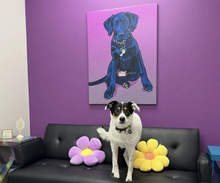 PetVet365 Pet Hospital Indianapolis / Cool Creek