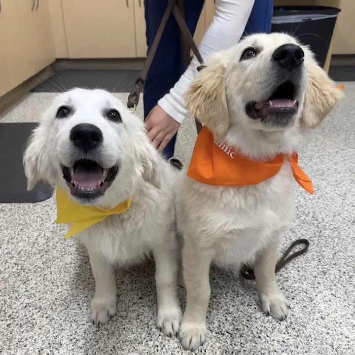 Noblesville Pet Wellness Clinic Picture 7
