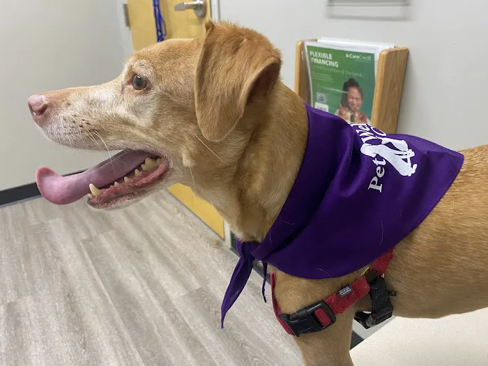 Noblesville Pet Wellness Clinic Picture 5