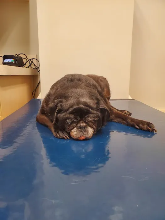 Noblesville Pet Wellness Clinic Picture 10