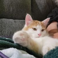 VIP Animal Care ico