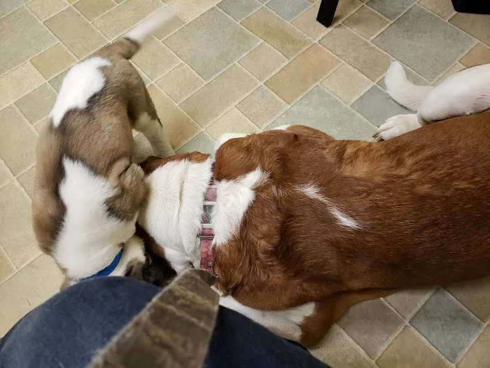 VIP Animal Care Picture 4