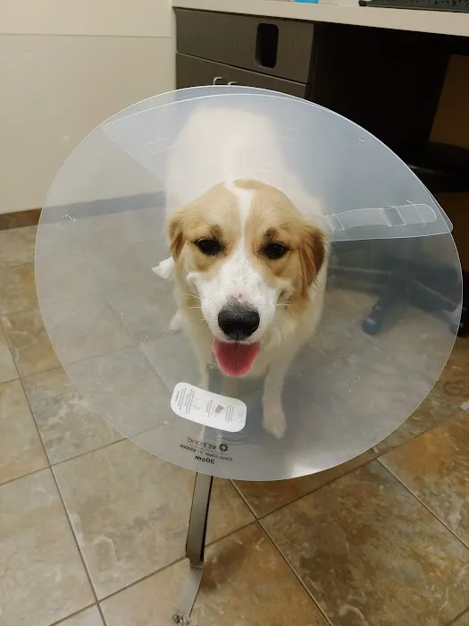 VIP Animal Care Picture 10