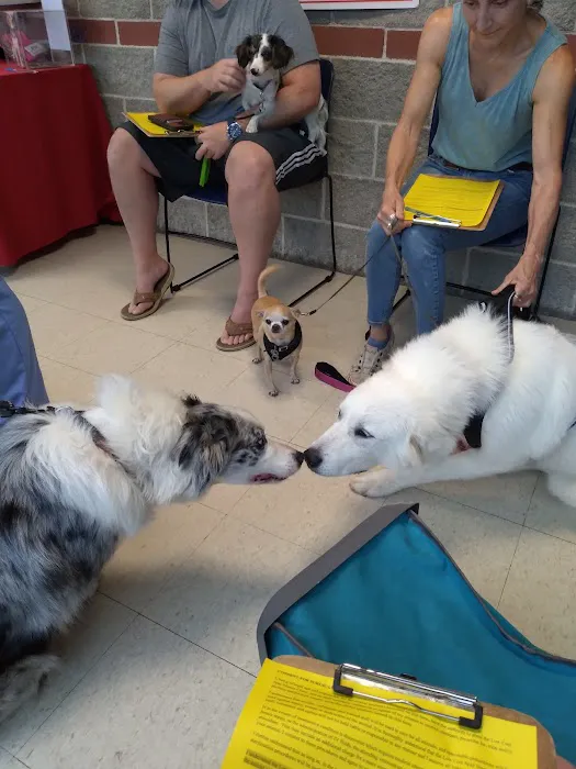 Low Cost Spay Neuter Clinic Picture 8