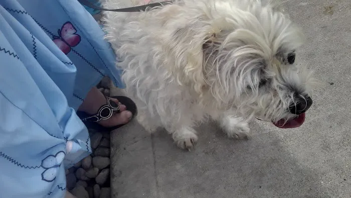 Low Cost Spay Neuter Clinic Picture 7