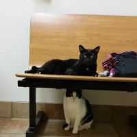 Banfield Pet Hospital ico