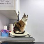 Hamilton Hills Animal Hospital Inc