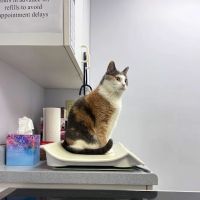 Hamilton Hills Animal Hospital Inc ico