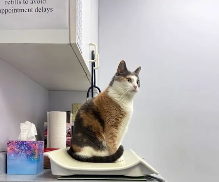 Hamilton Hills Animal Hospital Inc