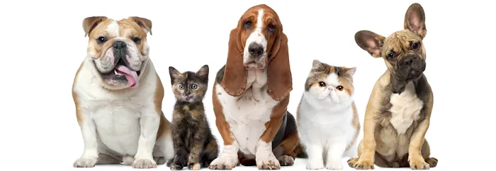 Hamilton Hills Animal Hospital Inc Picture 2
