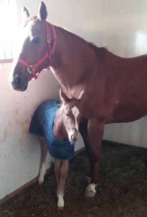 Midwest Equine & Vet Hospital Picture 3