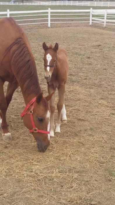 Midwest Equine & Vet Hospital Picture 1
