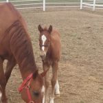 Midwest Equine & Vet Hospital