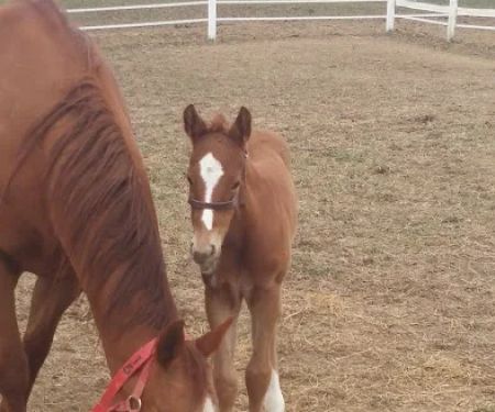 Midwest Equine & Vet Hospital
