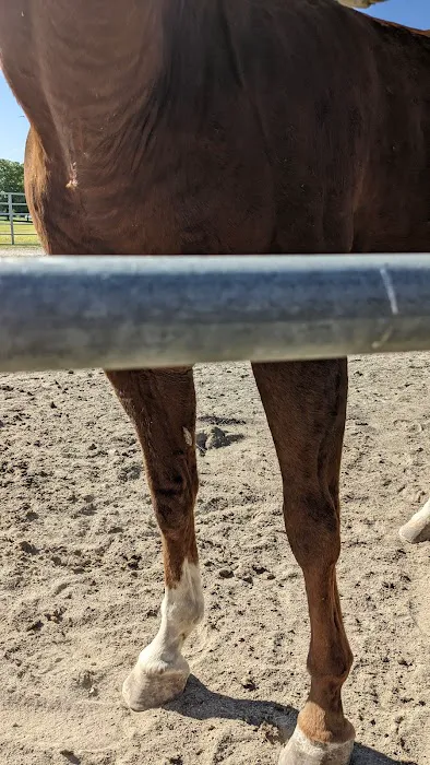 Midwest Equine & Vet Hospital Picture 4