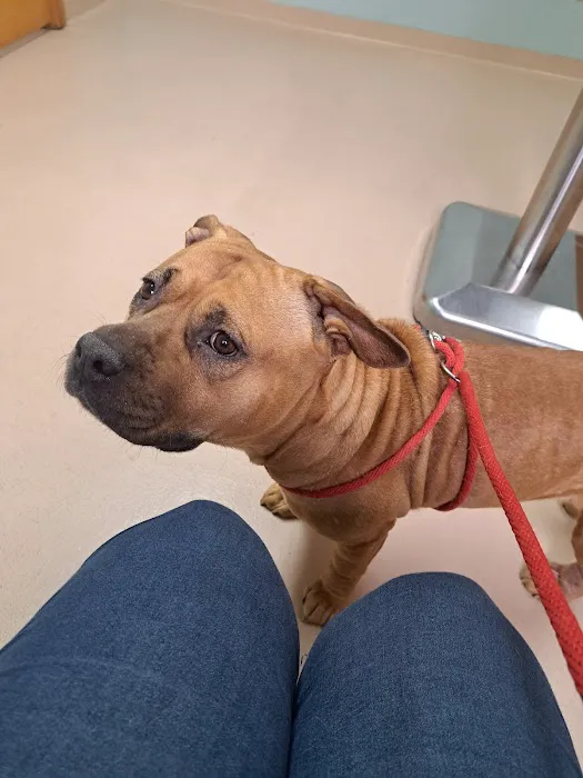 Bean Blossom Animal Clinic Picture 2