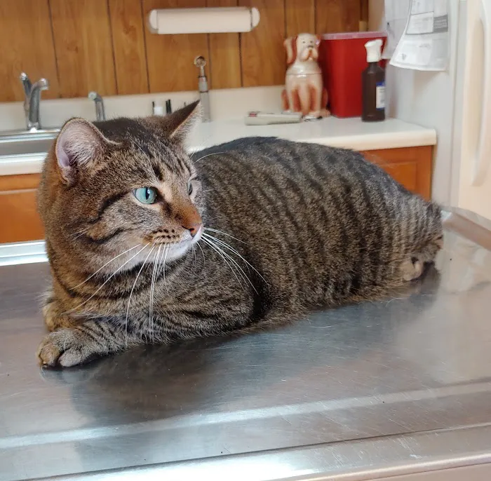 Bean Blossom Animal Clinic Picture 10