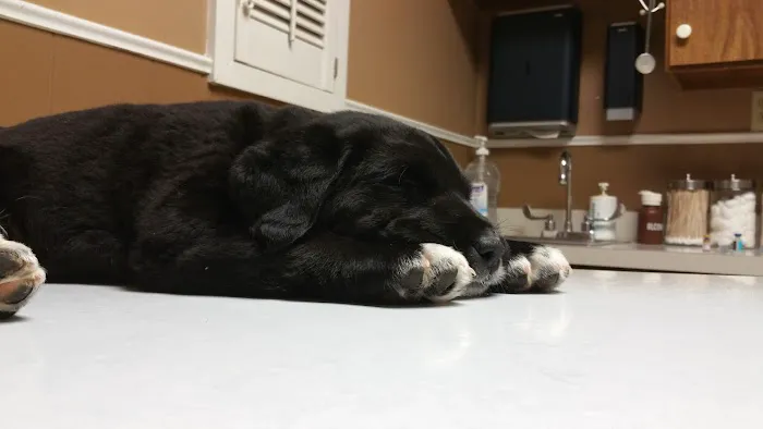 Arlington Heights Veterinary Hospital - North Picture 2