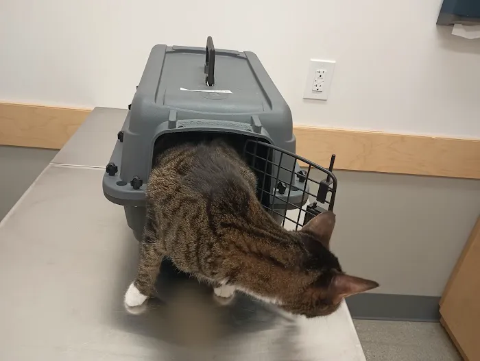 Arlington Heights Veterinary Hospital - North Picture 3