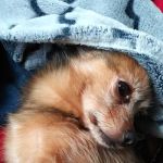 Ridgeline Veterinary Services