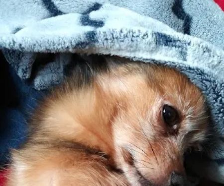 Ridgeline Veterinary Services