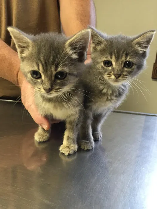 Spencer Town & Country Veterinary Clinic Picture 5