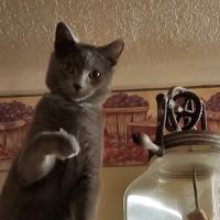 Jackman's Animal Clinic ico