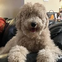 Greensburg Veterinary Clinic ico