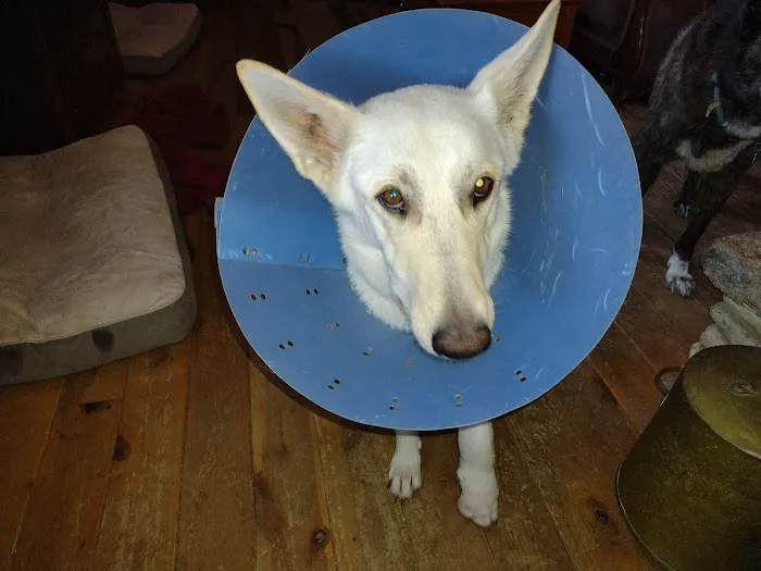 Animal Medical Hospital LLP Picture 3