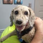 Hope Veterinary Clinic: East