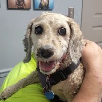 Hope Veterinary Clinic: East ico