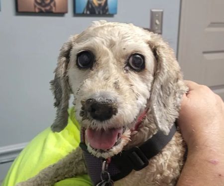 Hope Veterinary Clinic: East