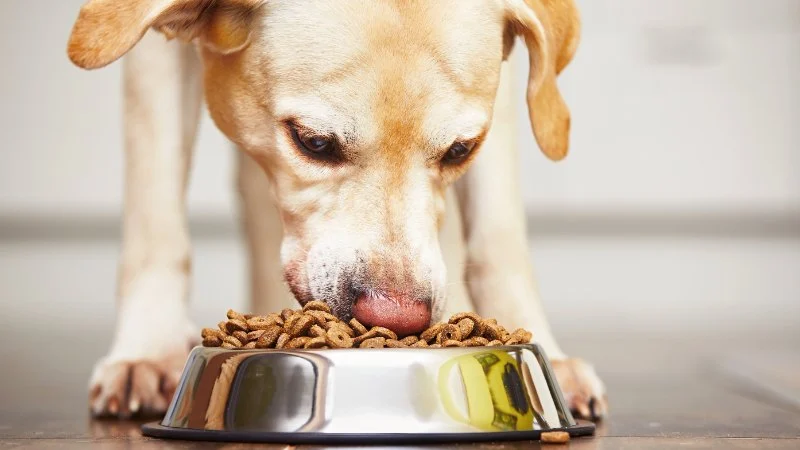 Best Probiotic Supplements for Dogs to Boost Digestive and Immune Health