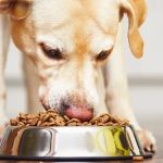 Best Probiotic Supplements for Dogs to Boost Digestive and Immune Health
