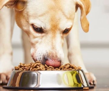 Best Probiotic Supplements for Dogs to Boost Digestive and Immune Health