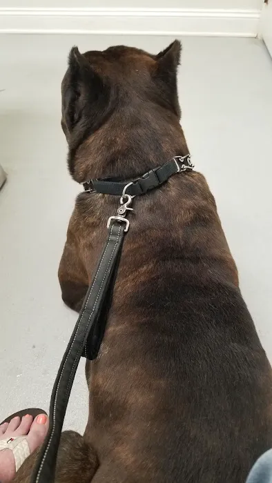 Chesterfield Animal Hospital Picture 2