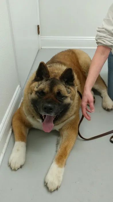 Chesterfield Animal Hospital Picture 3