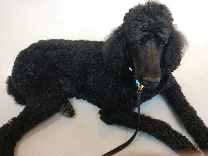 Chesterfield Animal Hospital: Martell Nicole DVM Picture 6