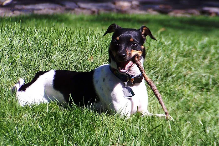 Chesterfield Animal Hospital: Martell Nicole DVM Picture 4