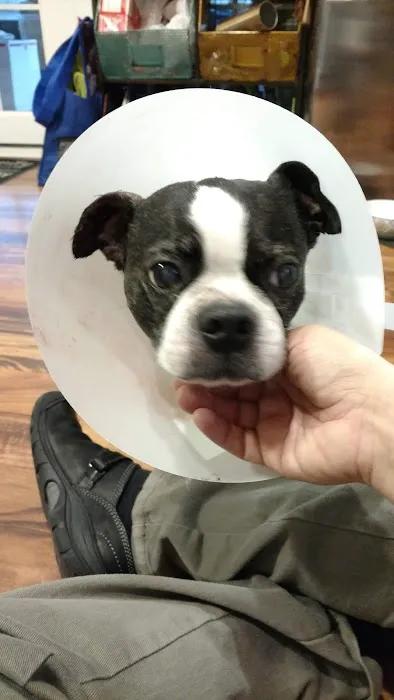 Chesterfield Animal Hospital: Martell Nicole DVM Picture 1