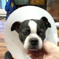 Chesterfield Animal Hospital: Martell Nicole DVM ico