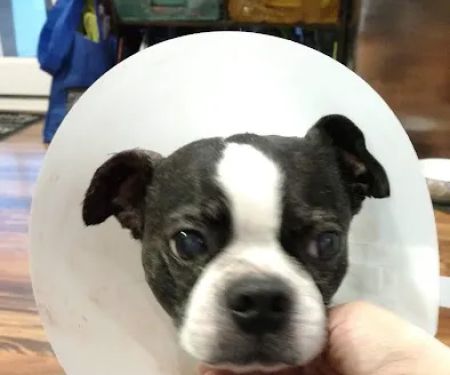 Chesterfield Animal Hospital: Martell Nicole DVM